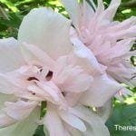 Conflicting emotions are common in life. Happy and sad mixed together. Embrace the bitter sweetness of life. #life #emotions #dealing with change #grieving #noticing blessings